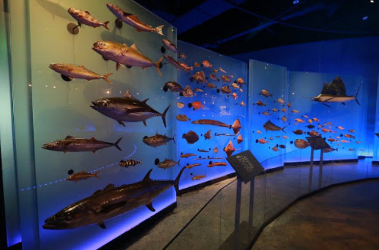 National Marine Biodiversity Museum, Ernakulam, Kerala - Vushii.com National Marine Biodiversity Museum, Ernakulam, Kerala - Vushii.com